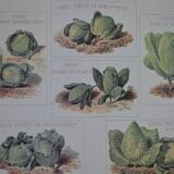 Vintage botanical poster "Cabbages"
