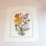 2 botanical engravings from Art and decor 104