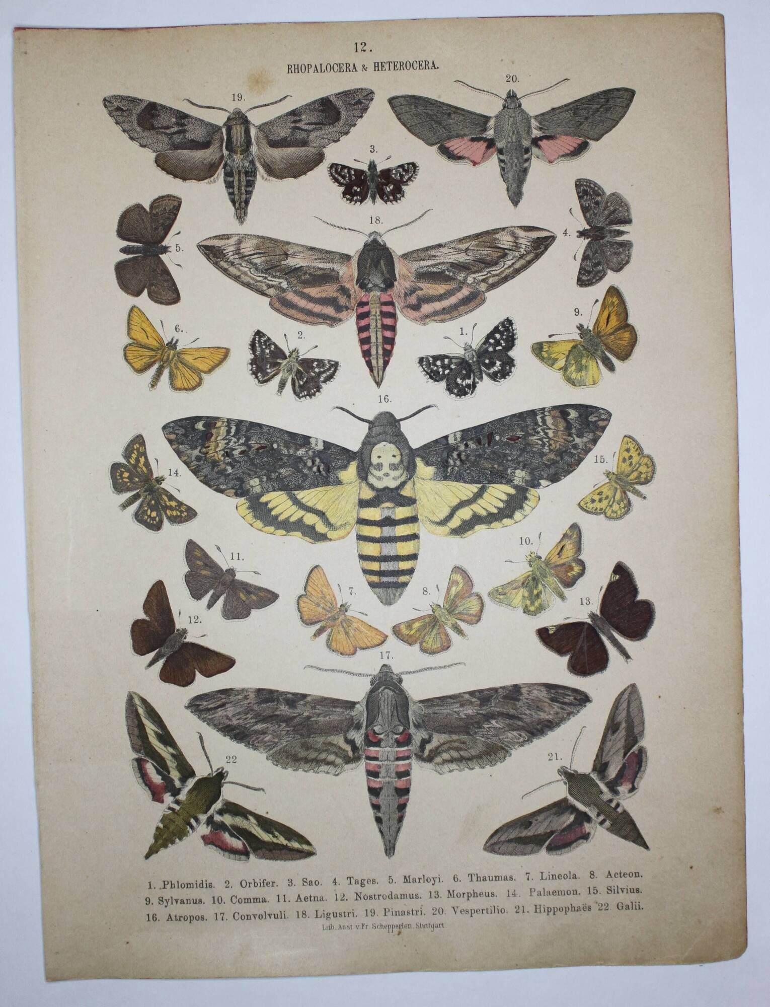 Phlomidis butterflies and skull, illustration of 1887, antique print, lepidoptere plate