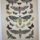 Phlomidis butterflies and skull, illustration of 1887, antique print, lepidoptere plate