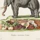 Poster on "Asian Elephant", after an old engraving from 1774.