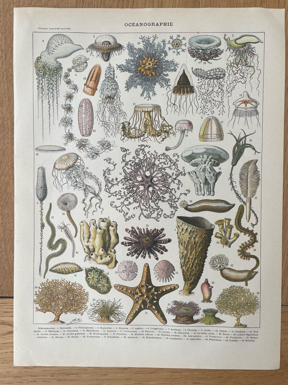 Set of 2 lithographs on the marine world