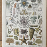 Set of 2 lithographs on the marine world