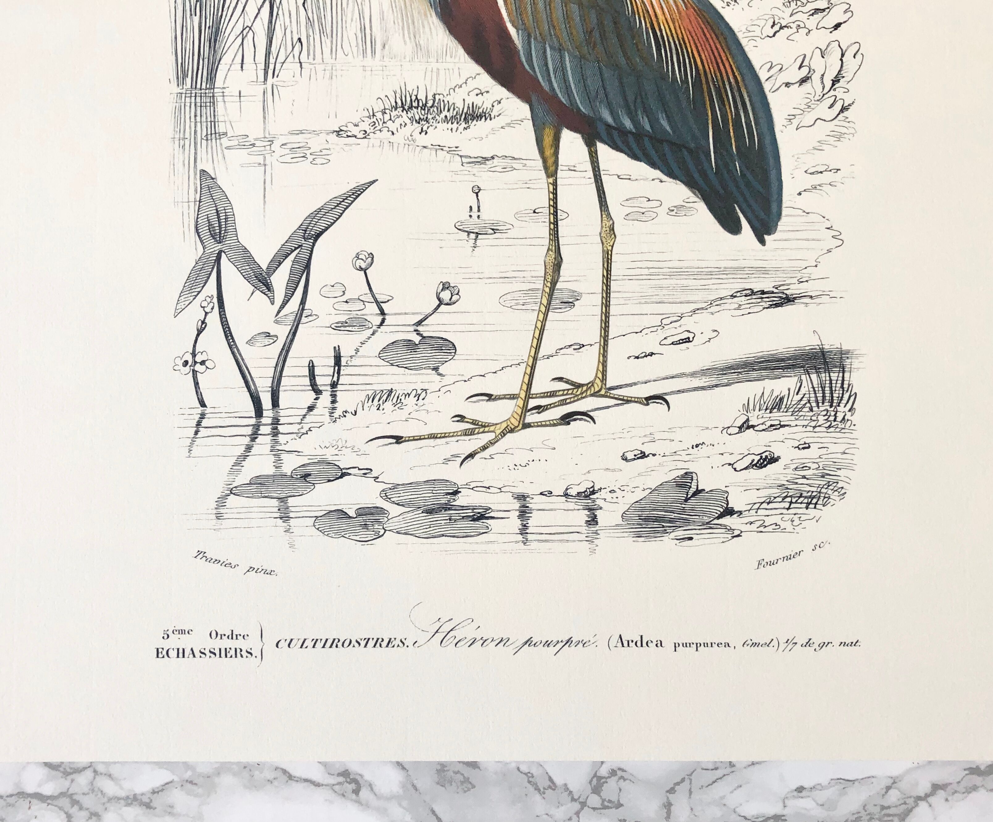 Zoological plank in color representing the Purple Heron
