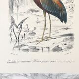 Zoological plank in color representing the Purple Heron