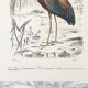 Zoological plank in color representing the Purple Heron