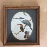Bird illustrations under frame