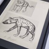 Illustrated plate, Studies of a lion cub and a hyena, Signed A. Margat, 1930