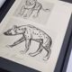 Illustrated plate, Studies of a lion cub and a hyena, Signed A. Margat, 1930