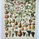 Gravure ancienne 1898, Fruits (de nos régions), variétés • Lithographie, illustration originale