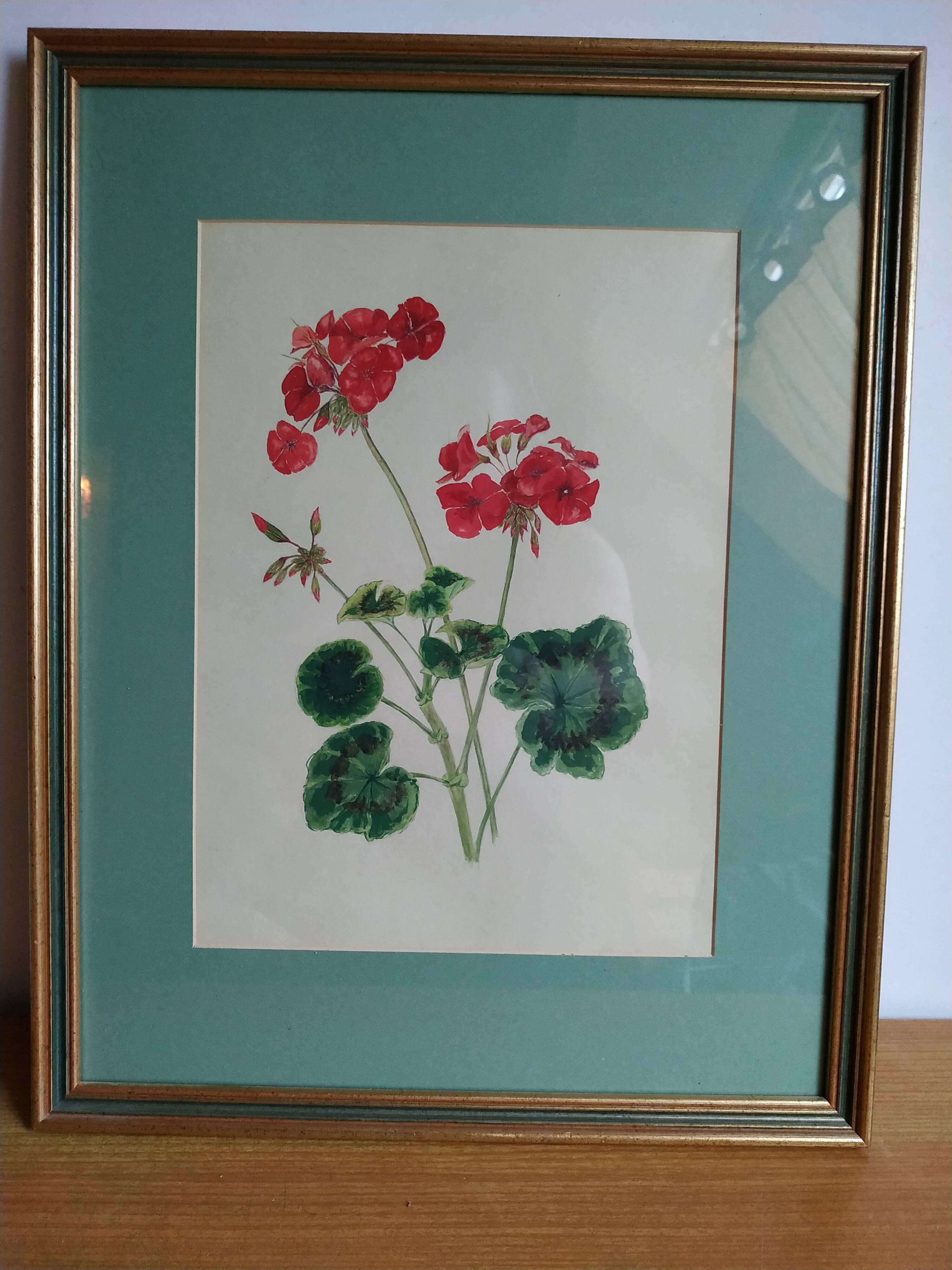 Pélargonium gouache by Richard coggan