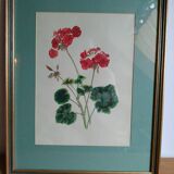 Pélargonium gouache de Richard coggan
