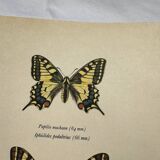 Antique engraving of a colorful butterfly from the early 1900s, a naturalist botanical plate