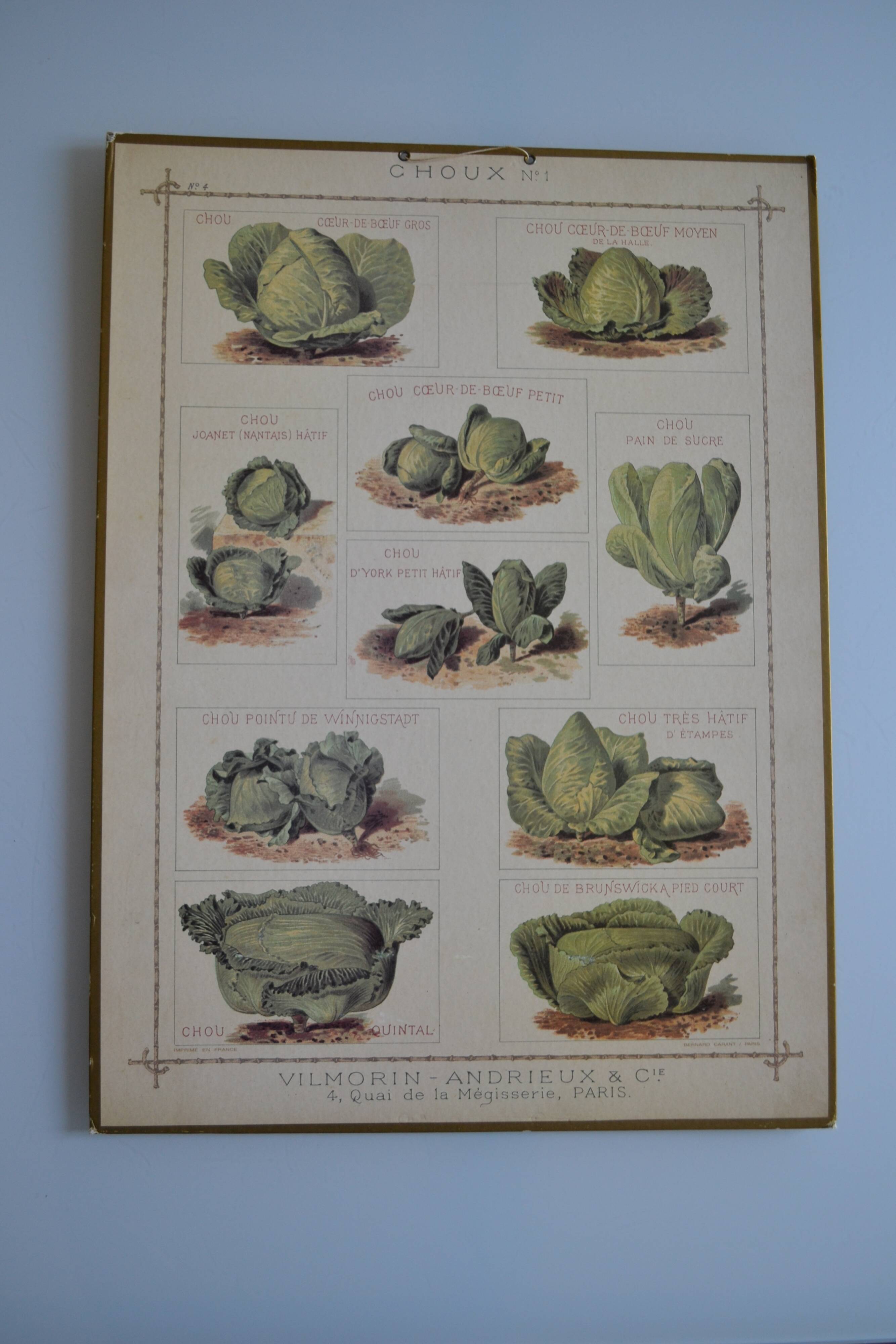 Vintage botanical poster "Cabbages"