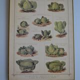 Vintage botanical poster "Cabbages"
