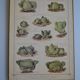 Vintage botanical poster "Cabbages"