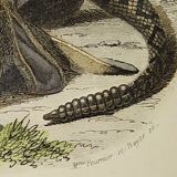 Original zoological plate from 1839 "saurian"