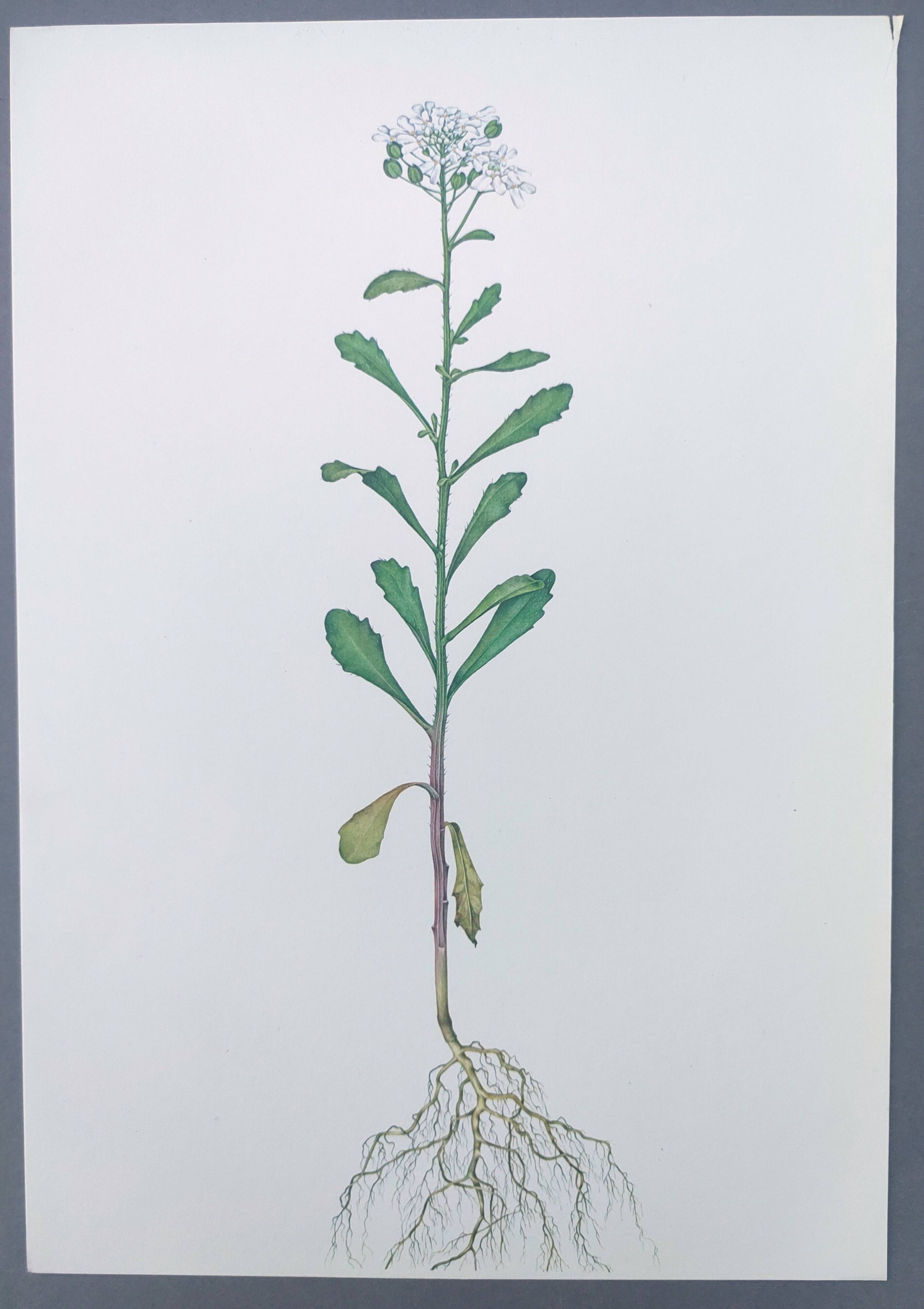 Vintage botanical plate from 1978 - Bitter Iberis - Wild plant illustration