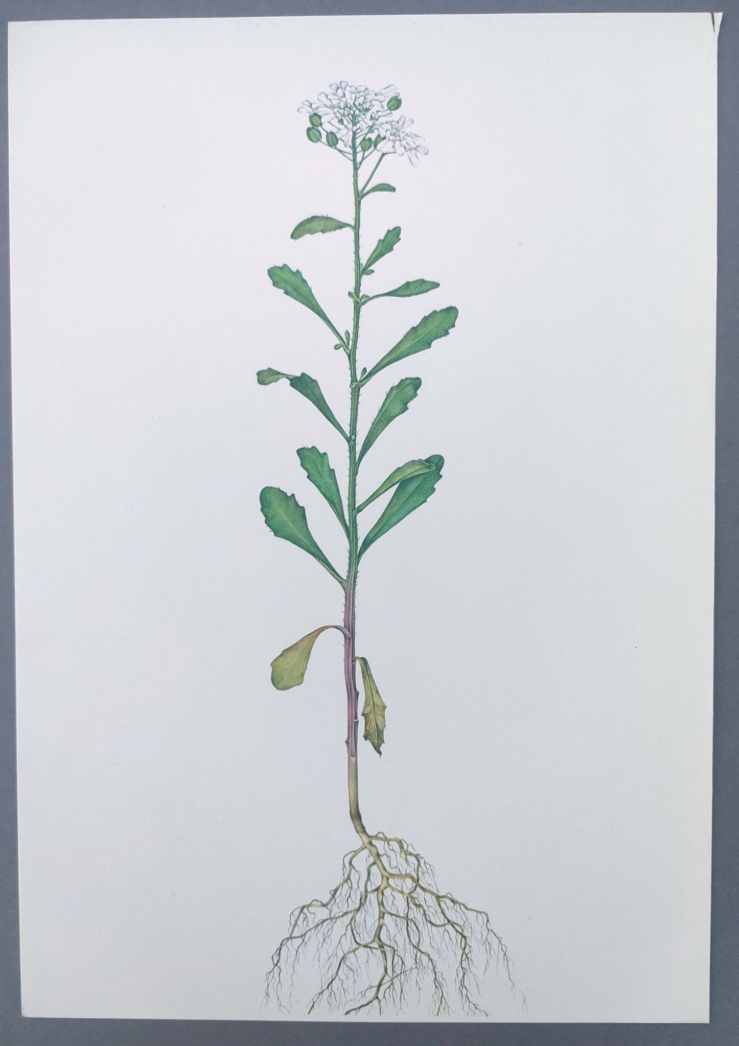 Vintage botanical plate from 1978 - Bitter Iberis - Wild plant illustration