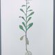Vintage botanical plate from 1978 - Bitter Iberis - Wild plant illustration