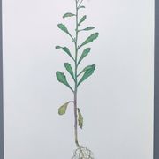 Vintage botanical plate from 1978 - Bitter Iberis - Wild plant illustration