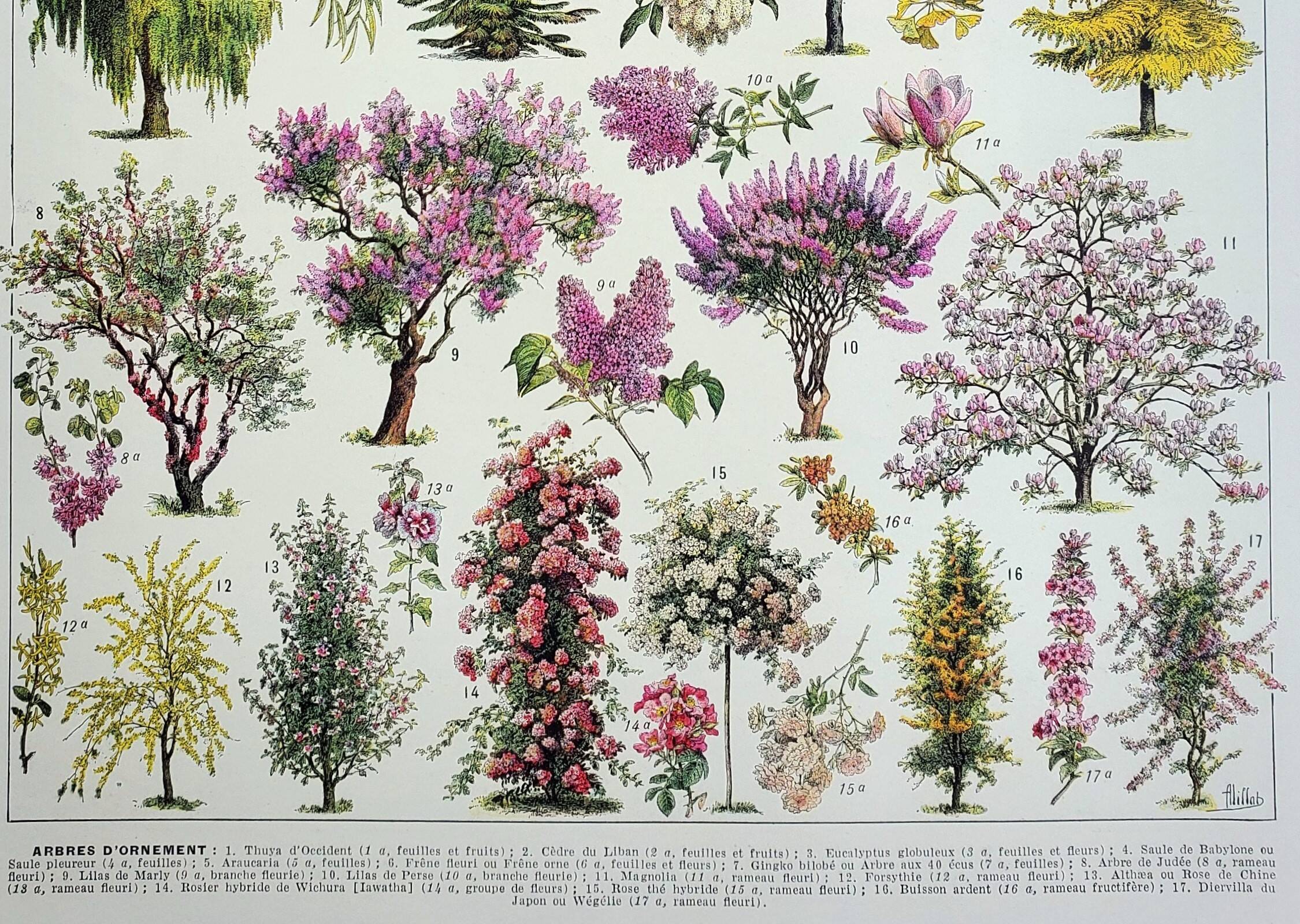 Old engraving 1928, Gardens 1, ornamental trees, plants • Lithograph, Original plate