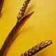 Pair of "wheat ear" gold metal sconces