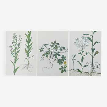 Lot de 3 planches botaniques vintage de 1978 - dont Tabouret des champs - Gravure de plante