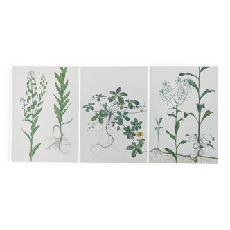 Lot de 3 planches botaniques vintage de 1978 - dont Tabouret des champs - Gravure de plante