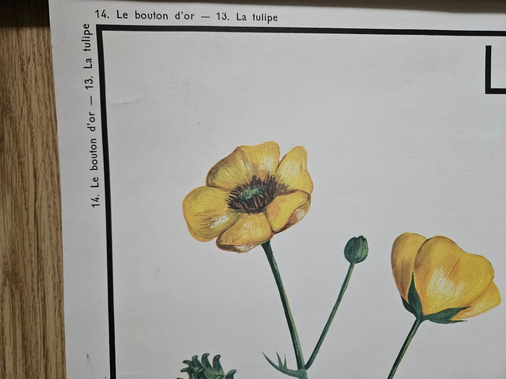 Large school poster The Buttercup and The Tulip Rossignol Editions