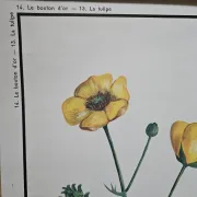 Large school poster The Buttercup and The Tulip Rossignol Editions