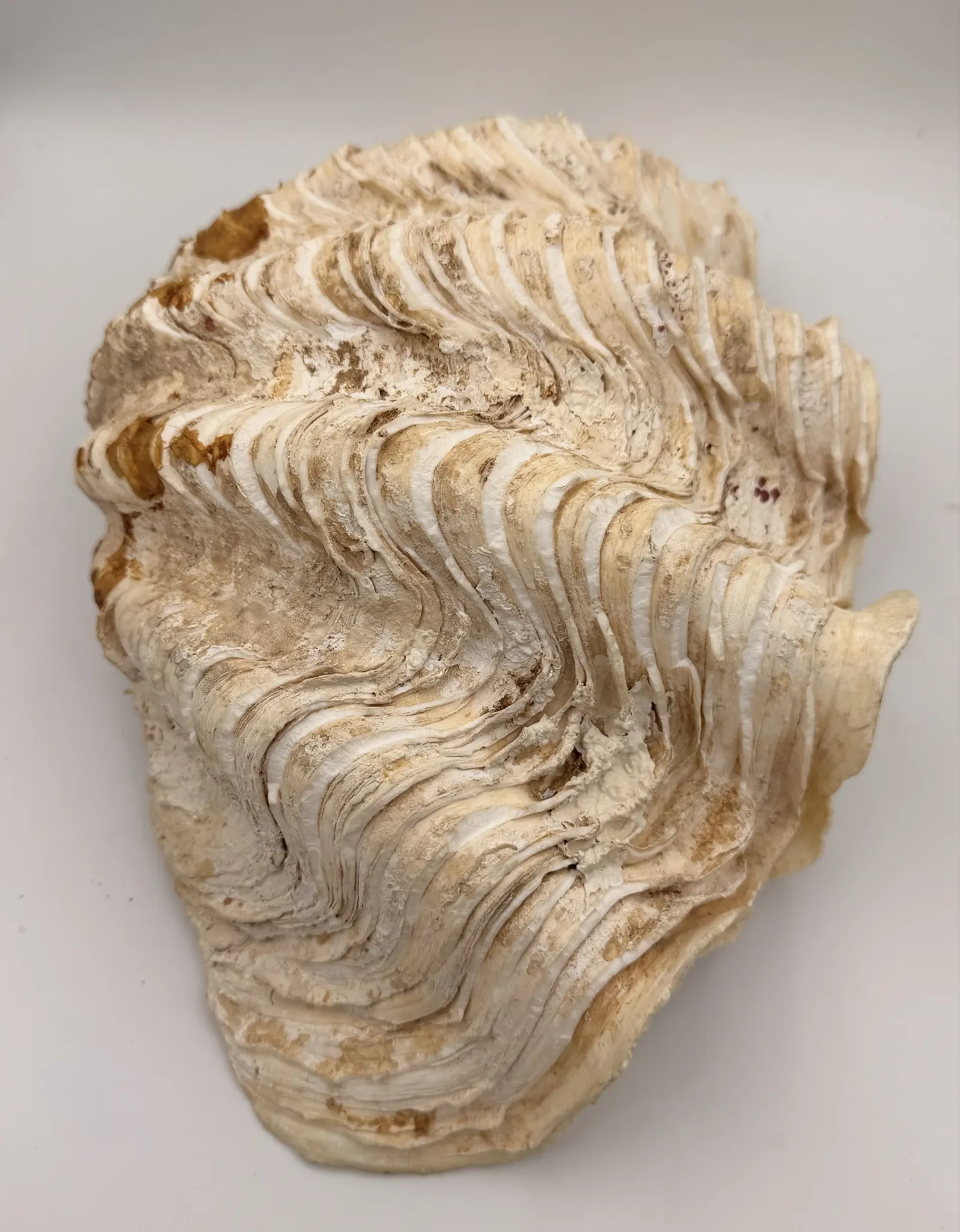 Basin 2kg