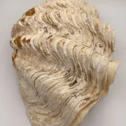 Basin 2kg
