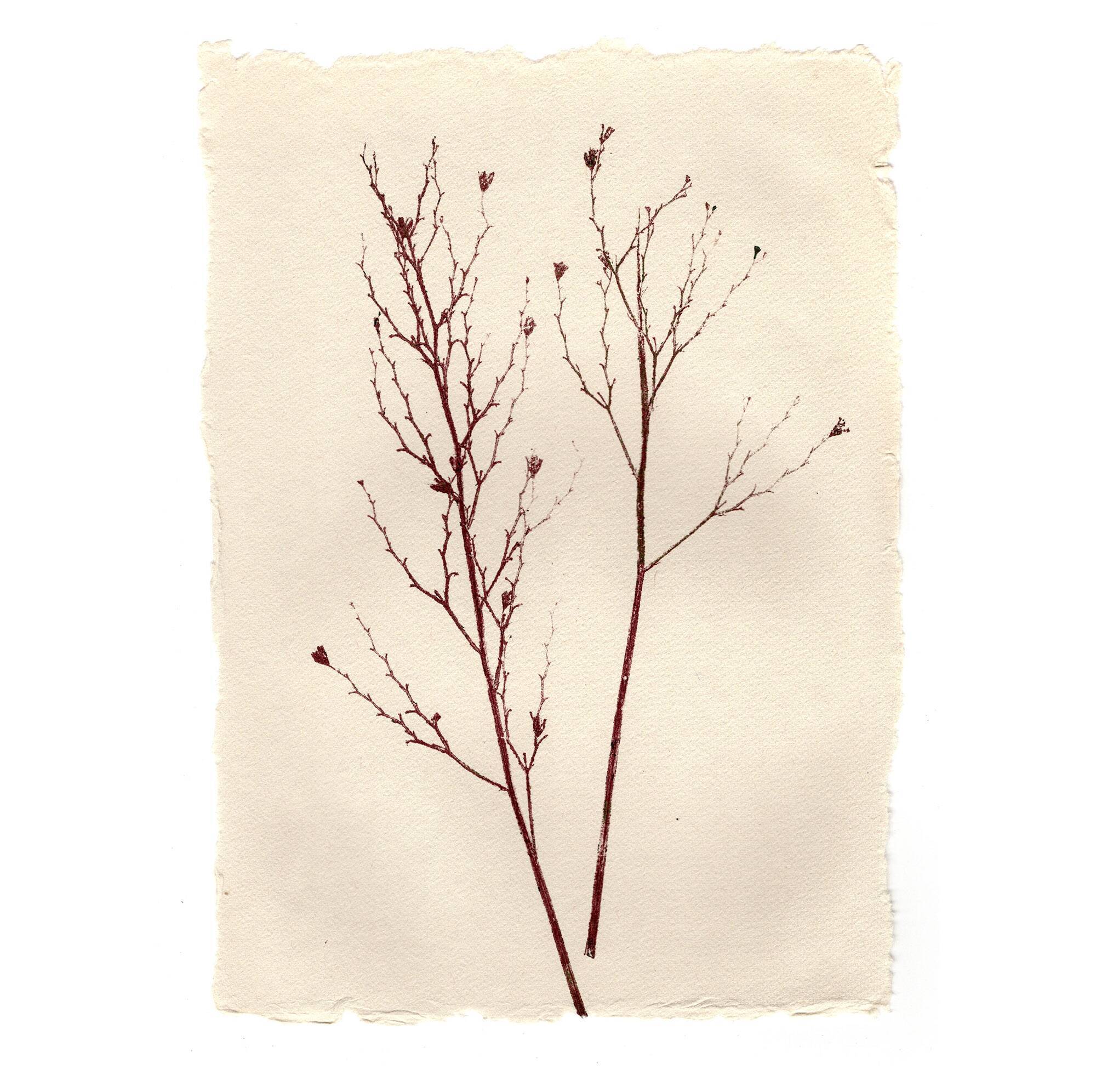 Collection de peintures herbiers sur papier signées Eawy