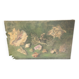 Large painting of shells, cabinet of curiosities, sign, vintage