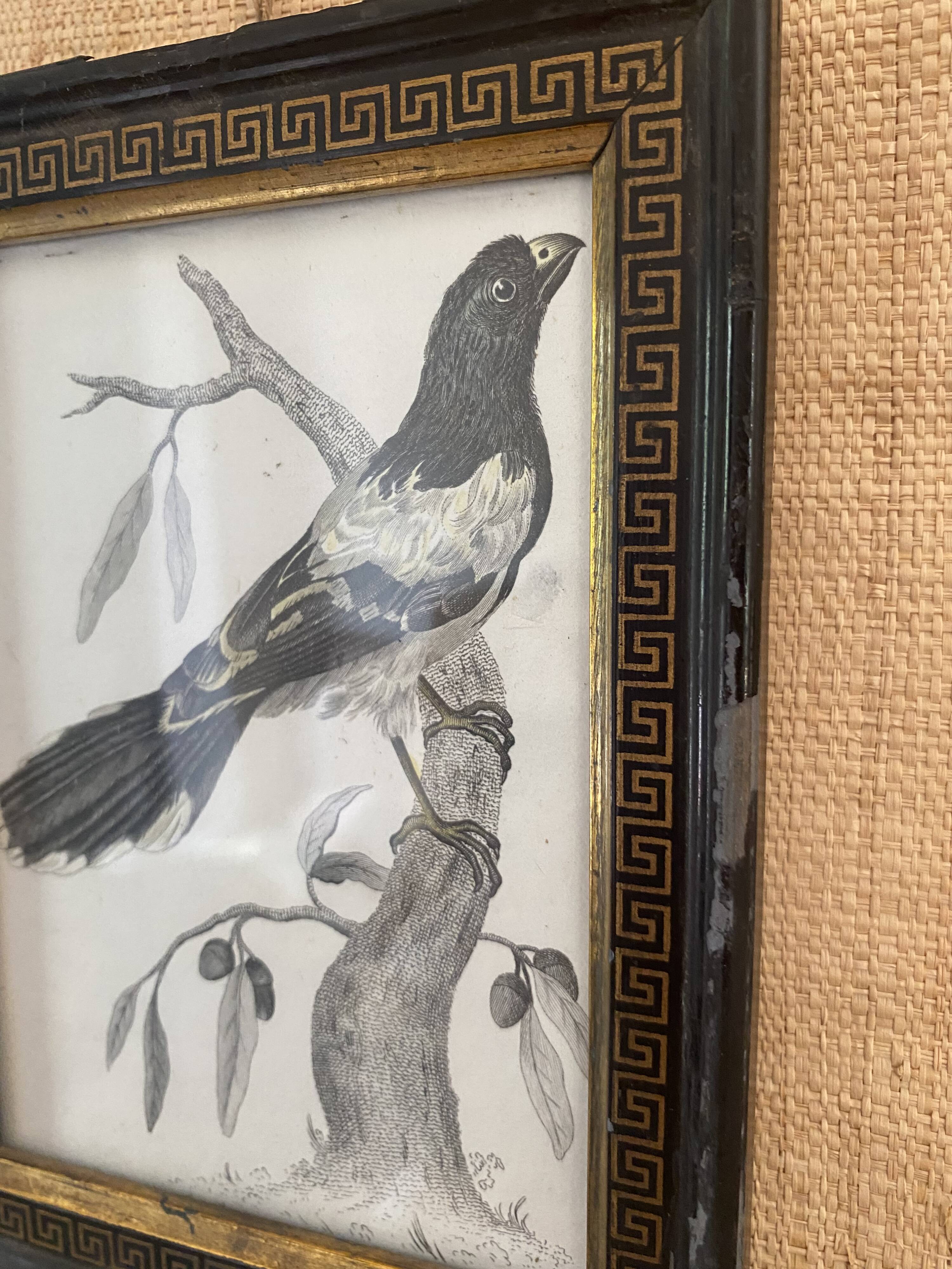 Zoological engraving 1808, 19th-century wooden frame