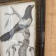 Zoological engraving 1808, 19th-century wooden frame