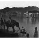 Udaipur, photo of a young elephant by the lake
