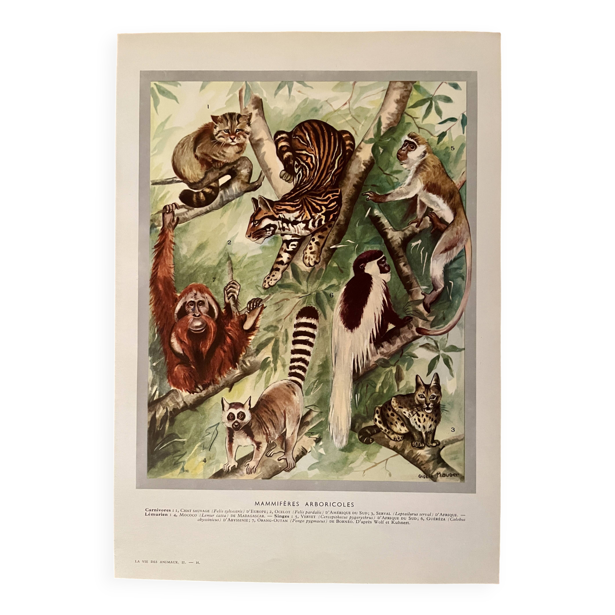Illustrated plate on arboreal mammals (cats, monkeys, lemurs) – 1950