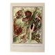 Illustrated plate on arboreal mammals (cats, monkeys, lemurs) – 1950