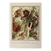 Illustrated plate on arboreal mammals (cats, monkeys, lemurs) – 1950