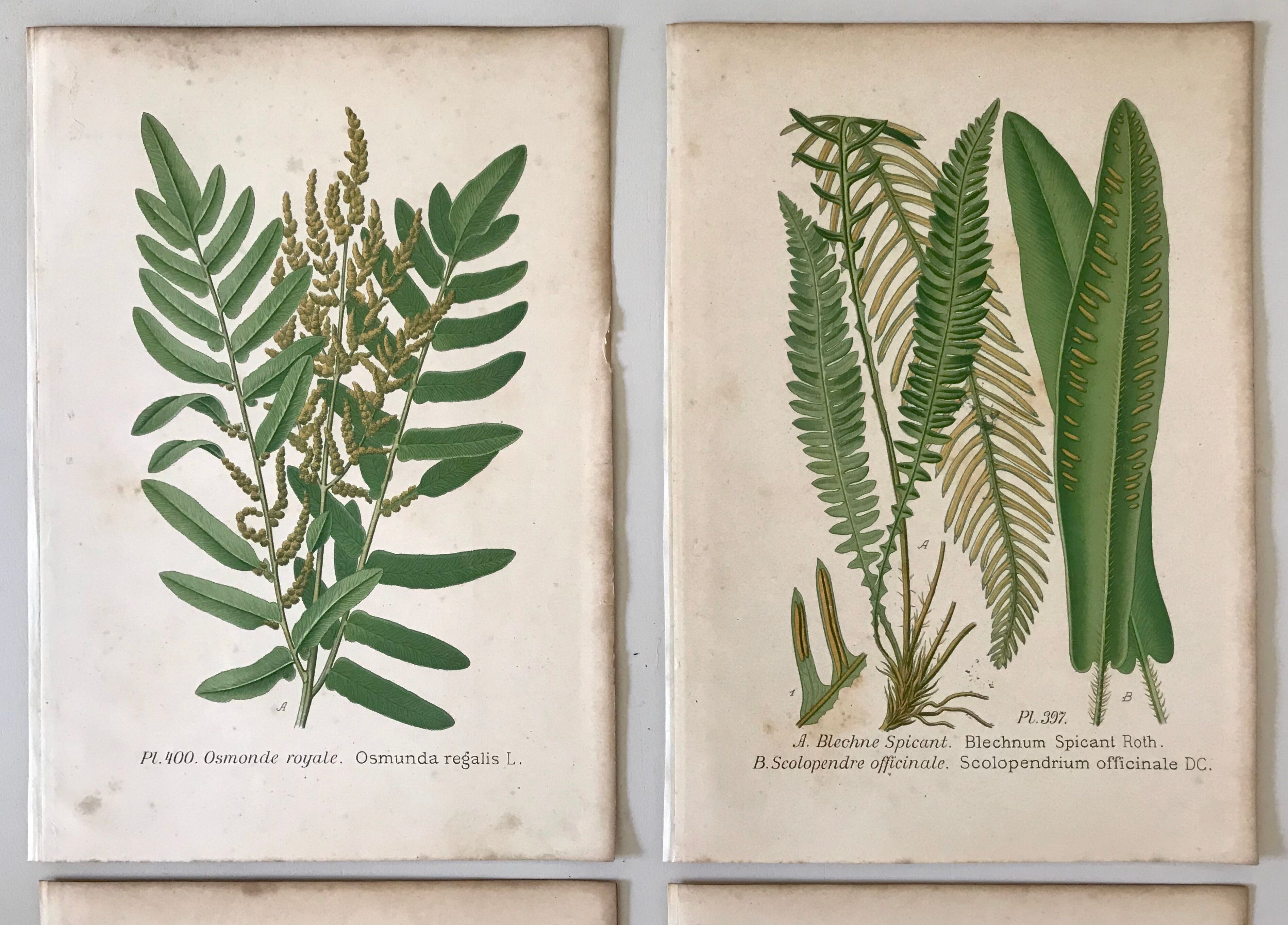 Lot of 4 botanical panches of ferns 19th century