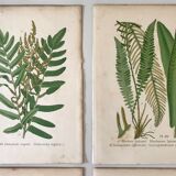 Lot of 4 botanical panches of ferns 19th century