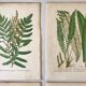 Lot of 4 botanical panches of ferns 19th century