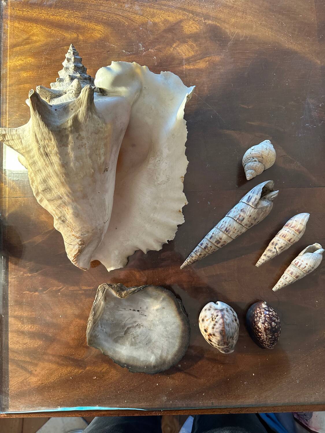 Lot of 8 old collectible shells - cabinet of curiosity