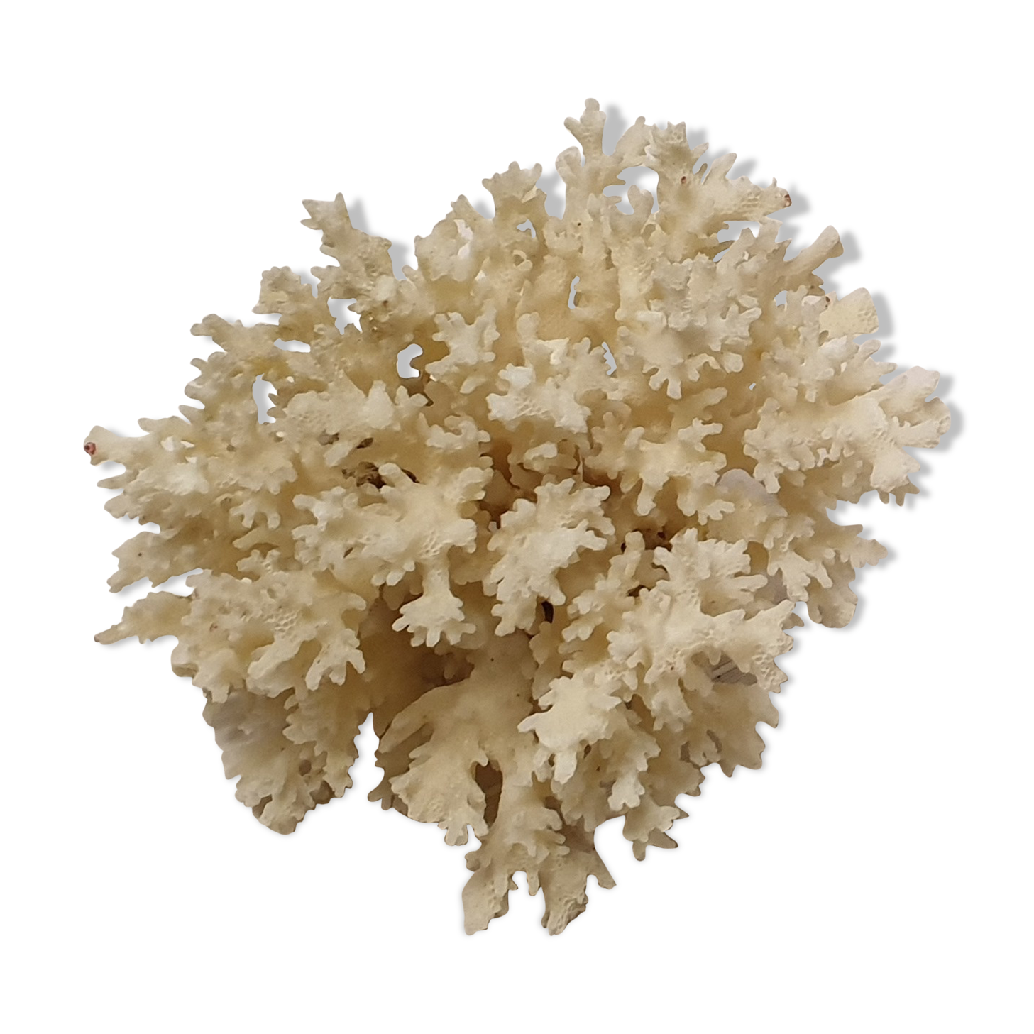 Corail blanc