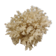 Corail blanc