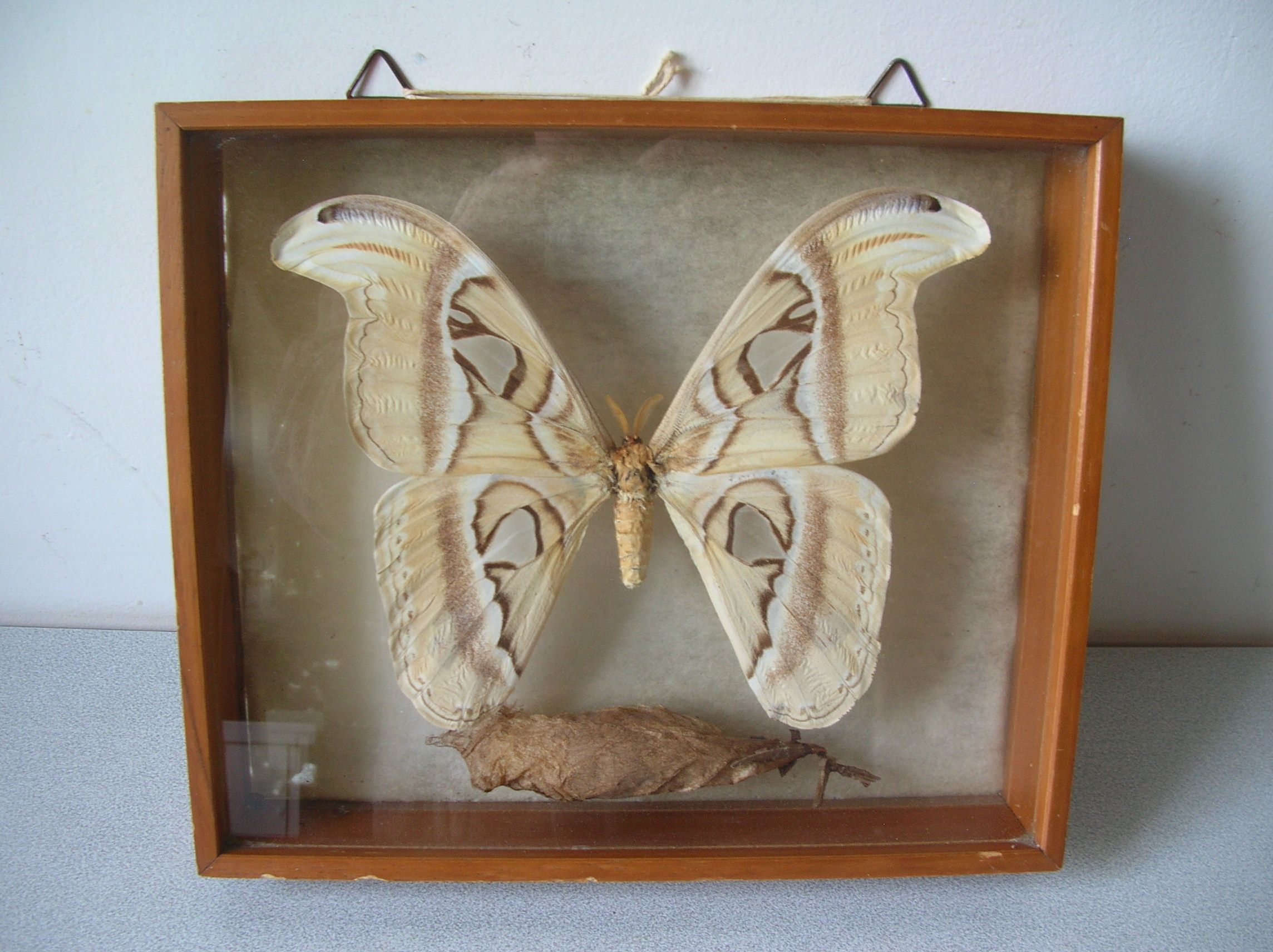 Ancient large butterfly of Formosa and cocoon chrysalis deco cabinet of curiosity entomology