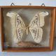 Ancient large butterfly of Formosa and cocoon chrysalis deco cabinet of curiosity entomology