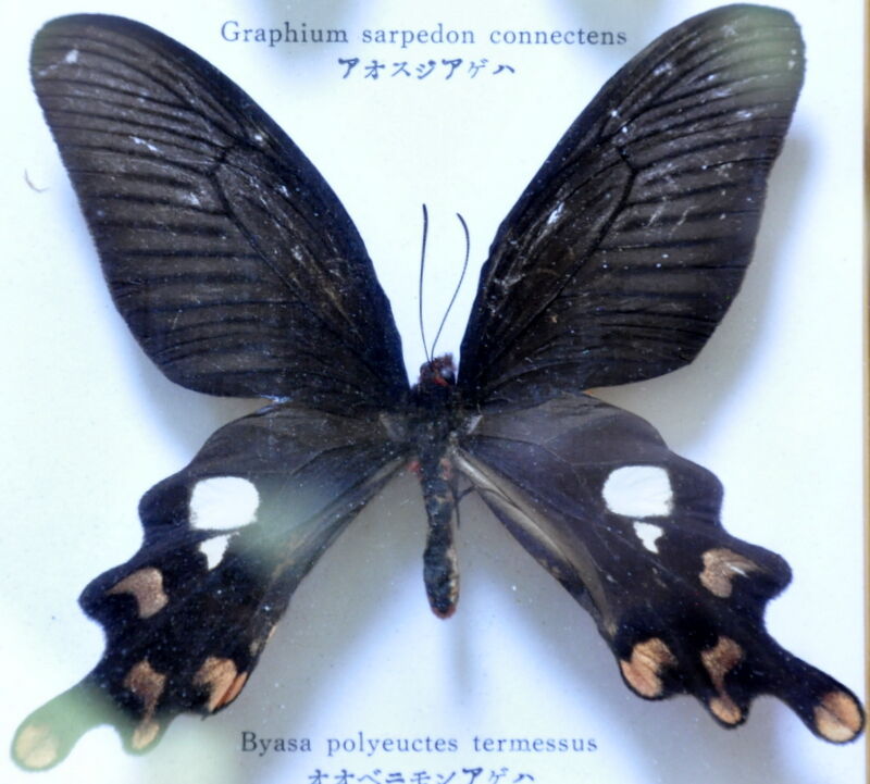 Frame with naturalized butterflies